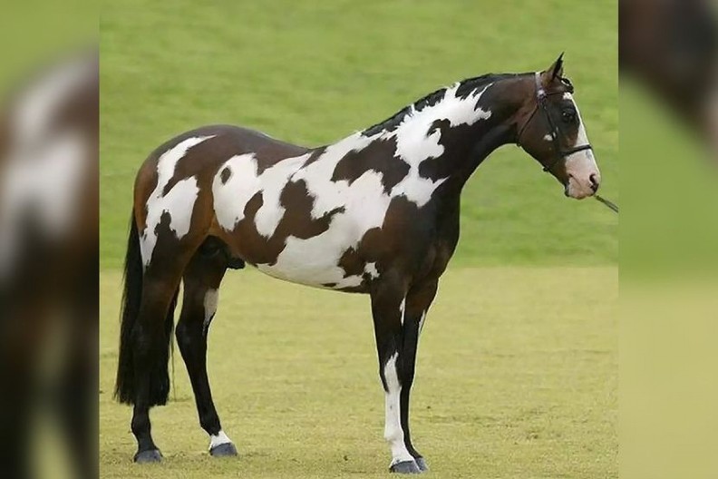 VIC DANA Dolazi konj u kafanu, seda za šank i naručuje viski...