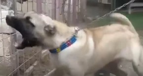 DRŽE SE I U POSEBNIM KAVEZIMA Ova rasa pasa ima najjači ugriz, a u ovoj zemlji je posebno zabranjena