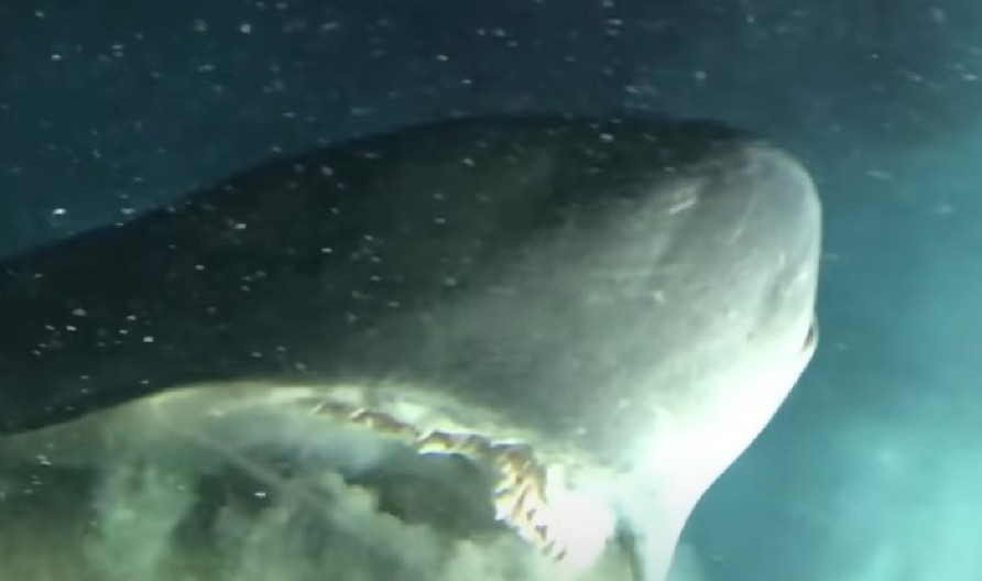 SNIMAK FASCINANTNE MORSKE ZVERI LEDI KRV U ŽILAMA Glava prošla tik pored prozora podmornice, istraživači zanemeli! (VIDEO)