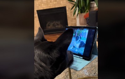 „VAŠ PAS JE PAŽLJIVIJI OD VEĆINE MUŠKARACA KOJE ZNAM“ Toliko je osećajan da ljudi plaču dok gledaju kako se ponaša!