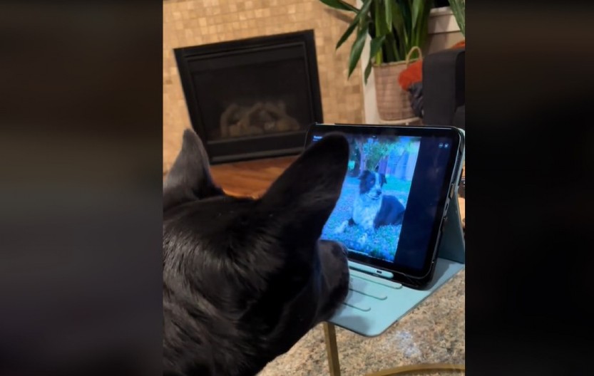 „VAŠ PAS JE PAŽLJIVIJI OD VEĆINE MUŠKARACA KOJE ZNAM“ Toliko je osećajan da ljudi plaču dok gledaju kako se ponaša!