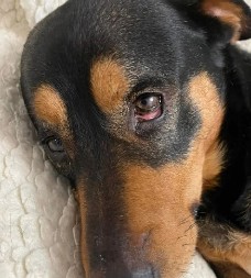 UBIO PSA OVČARA Uhapšen A. A. (21) iz Smedereva koji se sumnjiči za ubijanje i zlostavljanje životinja