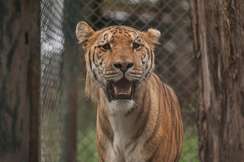 JEZIVA TAJNA ZOOLOŠKOG VRTA NA TAJLANDU Evo šta se krije iza zatvorenih vrata (VIDEO)