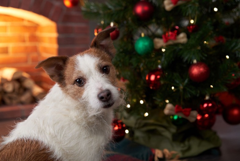 AKO ŽELITE DA IMATE KUĆNOG LJUBIMCA Ovo je idealnih pet rasa pasa za vlasnike početnike
