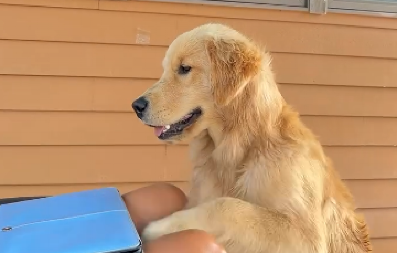 POGLEDAJTE KAKO POMAŽE U FRIZERSKOM SALONU Osvojio je sve simpatije - ovo je neodoljivo