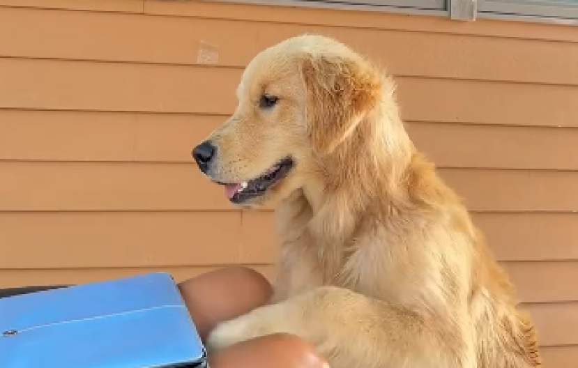 POGLEDAJTE KAKO POMAŽE U FRIZERSKOM SALONU Osvojio je sve simpatije - ovo je neodoljivo