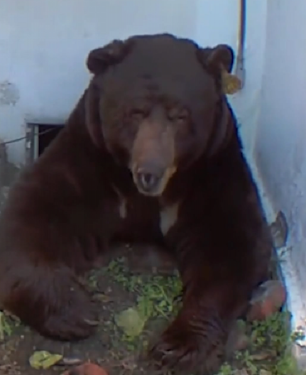 ŽIVEO SA MEDVEDOM, A NIJE NI ZNAO Čoveku snimak sa nadzorne kamere otvorio oči, ugledao cimera kog nije očekivao (VIDEO)