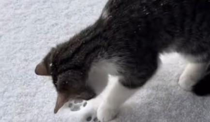 INTERNET U TRANSU! Preslatki mačak prvi put u životu video sneg - njegova reakcija šokirala milione! (VIDEO)