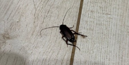 NAREĐENA HITNA EVAKUACIJA Hteli da se otarase bubašvaba, pa otrovali komšiluk (VIDEO)