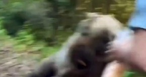 MUŠKARAC NA IVICI SMRTI Hranio divlju zver a onda je usledio HOROR – trenutak kada mu život visi o koncu snimljen kamerom! (VIDEO)