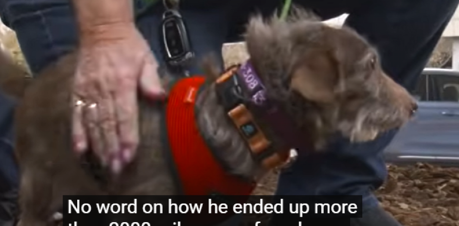 MORALI DA ŠALJU AVION PO NJEGA Evo gde je pronađen pas Čoko koji je nestao pre pet godina (VIDEO)