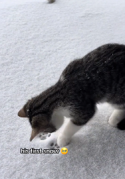 DANAS NEĆETE VIDETI NIŠTA SLAĐE Preslatka reakcija mace koja prvi put vidi sneg (VIDEO)