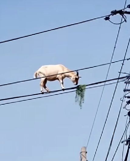 LJUDI GLEDAJU U NEVERICI Koza se popela na dalekovod i i pase travu, ovako nešto još niste videli (VIDEO)