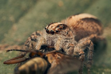 DA SE NAJEŽIŠ Čovek za kućne ljubimce imao 150 tarantula