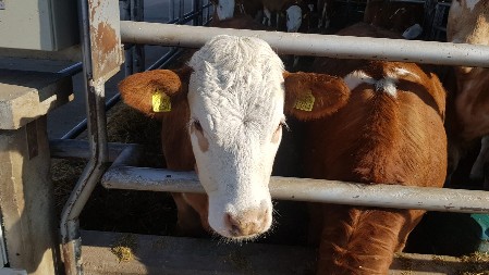 Oni žive od stočarstva – porodica Pešić iz sela Radobić gaji posebnu vrstu goveda