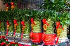 OBAVEZNO UNESITE OVE TRI BILJKE U SVOJ DOM U NOVOJ GODINI Donose sreću, ljubav i prosperitet