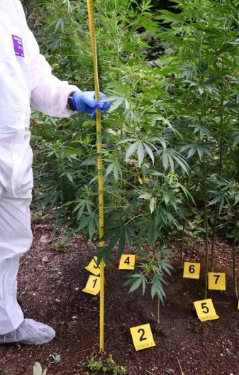 ODAO IH RAČUN ZA STRUJU  Srpski državljani uhapšeni, a policija je otkrila  plantažu