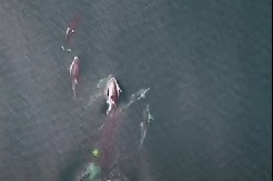 OVO NIKAD DO SAD NIJE SNIMLJENO Morske nemani u koordinisanoj akciji, jedni uleću, drugi PROŽDIRU (VIDEO)