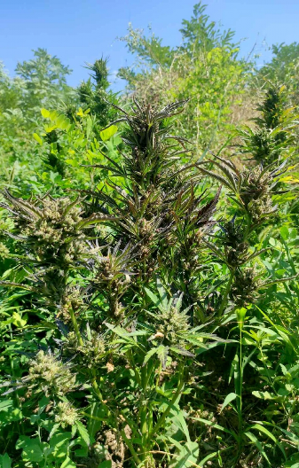 IMAO PLANTAŽU, PA UHAPŠEN U stanu napravio laboratoriju