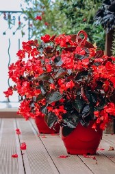 NEŽNA I RASKOŠNA LEPOTICA NAJBOLJE CVETA ZIMI  Kažu da, ko ima ovaj cvet, imaće sreću u životu