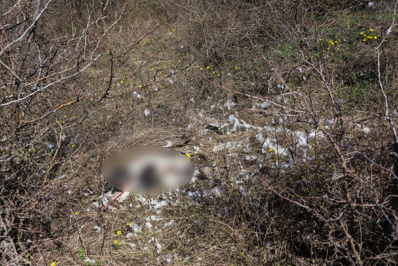 POPADALE STOTINE RODA, SVE SU MRTVE Pronađene blizu grada, UGINULE OD OPASNOG VIRUSA