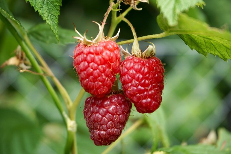 U Arilju beru maline, a zima je pred vratima – cena kasne sorte je da se smrzneš