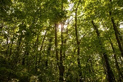 PUT KA ODRŽIVOJ BUDUĆNOSTI Srbija bez deponija: kako evropski lideri koriste otpad kao resurs