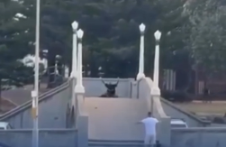 OTAC DVOJE DECE ČIJA JE ŽENA TRUDNA RIZIKOVAO ŽIVOT DA ZAUSTAVI TERORISTU, POLICIJA GREŠKOM PUCALA NA NJEGA! Ovo je drugi heroj sa plaže u Sidneju (VIDEO)