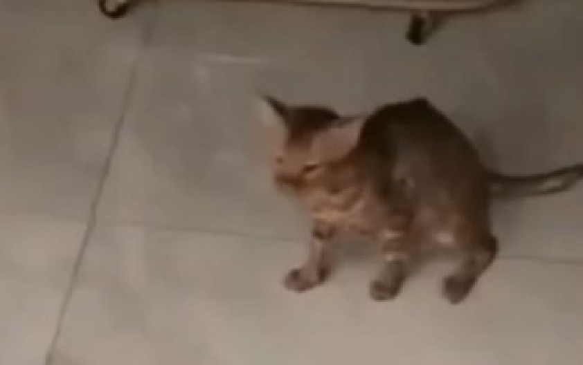 MAČKA PREŽIVELA ŠOKANTAN INCIDENT Video izazvao nevericu na mrežama - reakcija ljubimca slomiće i najtvrđa srca! (VIDEO)