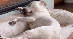 URNEBESNA JUTARNJA RUTINA PSIĆA IZ AZILA Preslatka Lili postala zvezda društvenih mreža - internet poludeo! (VIDEO)