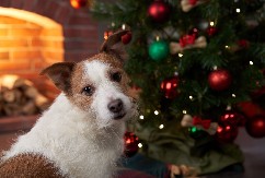 MOGU DA SE OTRUJU Ovu prazničnu hranu nikako nemojte davati ljubimcima, izbegnite posetu veterinaru