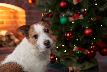 MOGU DA SE OTRUJU Ovu prazničnu hranu nikako nemojte davati ljubimcima, izbegnite posetu veterinaru