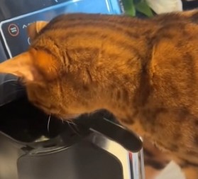 KAD MAČKI PRORADI MOZAK: Svaki njen pokret ostavlja ljude bez daha – OVAKO NEŠTO NISTE VIDELI! (VIDEO)