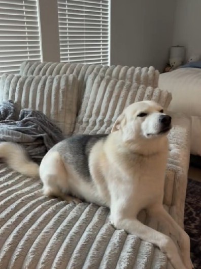 PAS ODUŠEVIO 3,5 MILIONA LJUDI! Ponašao se čudno kad se vlasnica vratila kući, a razlog je sve nasmejao