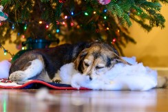 STARI PAS OTOPIO SRCA LJUDI NA MREŽAMA Pogledajte kako uživa ispod jelke