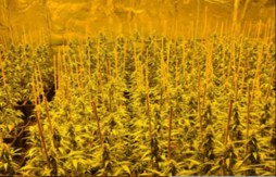 ZADAT JAK UDARAC NARKO-MAFIJI Sedmorka pala sa 75 kila marihuane