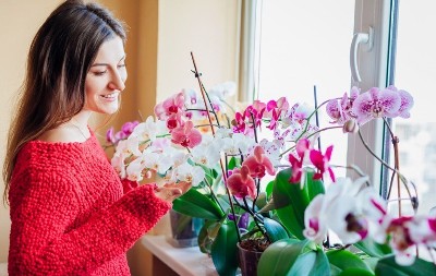 Moja orhideja cveta bez prestanka! Nahranim je 1 namirnicom iz kuhinje koja pravi čuda