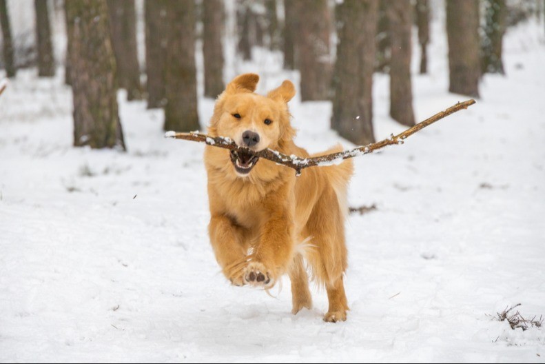ZIMSKA ZAMKA ZA PSE: Ovo ponašanje može biti smrtonosno – šta vlasnici MORAJU da znaju!
