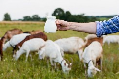 MINISTARSTVO OŠTRO PORUČUJE: Manipulacije na tržištu mleka neće proći