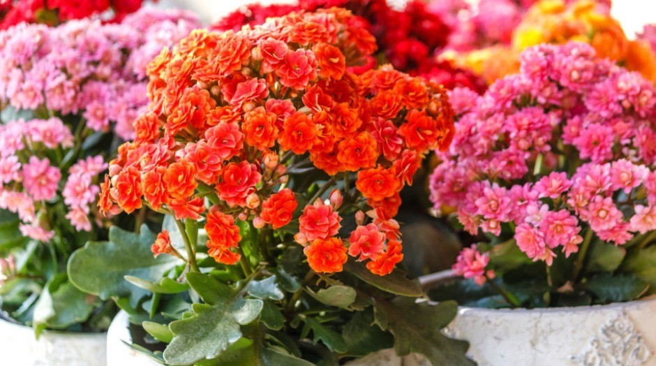 Cveta cele zime i uspeva svima: Ova biljka je simbol ljubavi i božanstveno izgleda