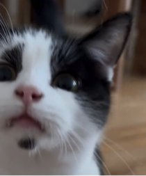 LJUBAV LEČI SVE Udomljen najtužniji mačak iz azila, snimak će vas rasplakati (VIDEO)