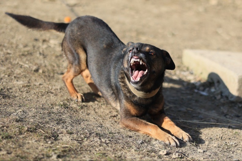 HOROR U DONJOJ ŠPIONICI Čopor pasa izujedao devojku (20)