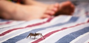 ZAVEK SE REŠITE PAUKOVA Potrebno je samo da OVAJ predmet stavite u ugao sobe