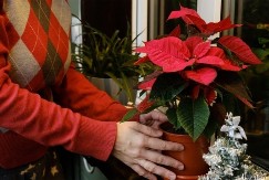 Gde treba da stoji božićna zvezda u kući? Ovo mesto privlači blagostanje, sreću i ljubav