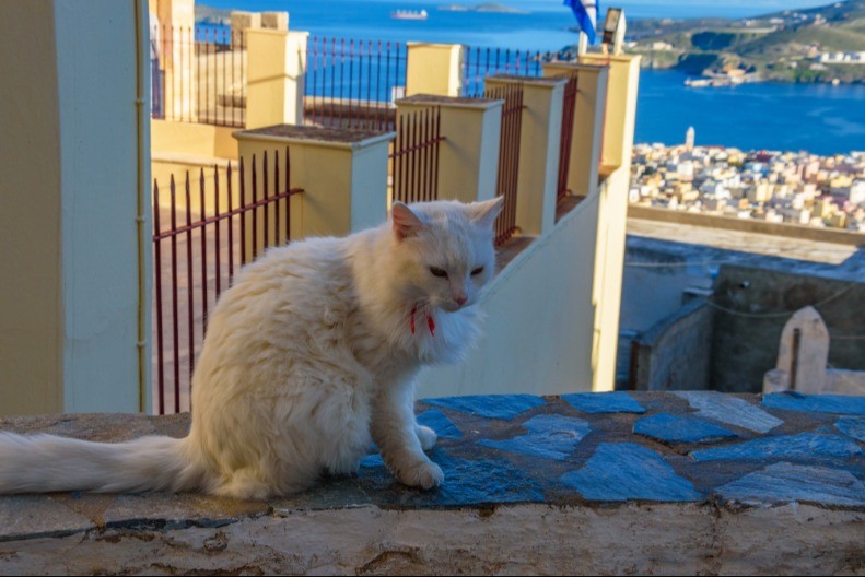 GRČKO OSTRVO NUDI BESPLATAN SMEŠTAJ LJUBITELJIMA MAČAKA Postoji samo jedan uslov