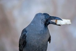 ZNAMO DA SU PAMETNE, ALI OVOLIKO Vrana se raduje što je pobedila čoveka u igri - ovo je neverovatno
