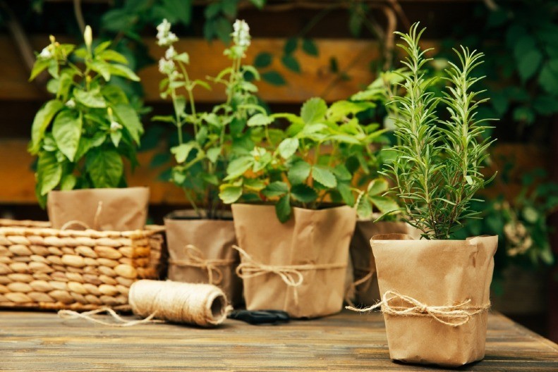 Biljka koja čuva mozak - Kako ruzmarin utiče na koncentraciju, pamćenje i sporije starenje?