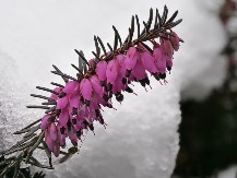 Neka vaša terasa zablista i tokom zime: Biljka koja ne mari za hladnoću, a cveta čak i u januaru