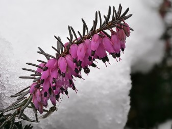 Neka vaša terasa zablista i tokom zime: Biljka koja ne mari za hladnoću, a cveta čak i u januaru