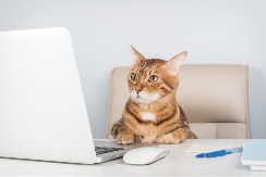 MAČKE ŠETKAJU PO KANCELARIJI I SMANJUJU STRES ZAPOSLENIH Ovoga se dosetila jedna firma - pogledajte kako to izgleda 